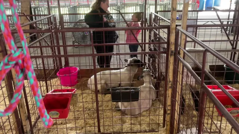Barnyard Beginners, Part 2