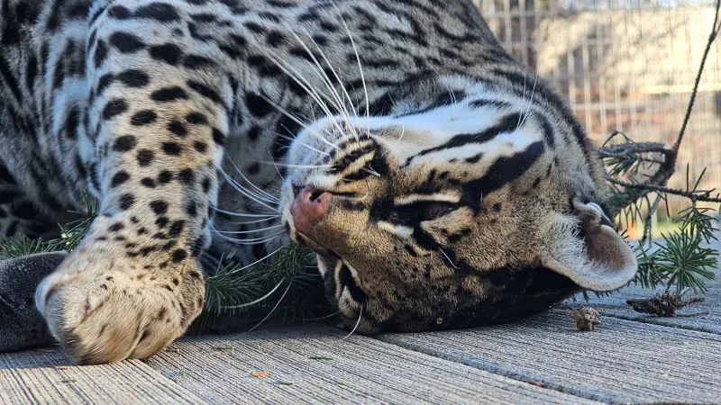 Rural MN sanctuary is home to lions, tigers, wildcats