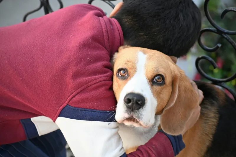 Ridglan Farms Shuts Down, 475 Beagles Being Sent To Rescues