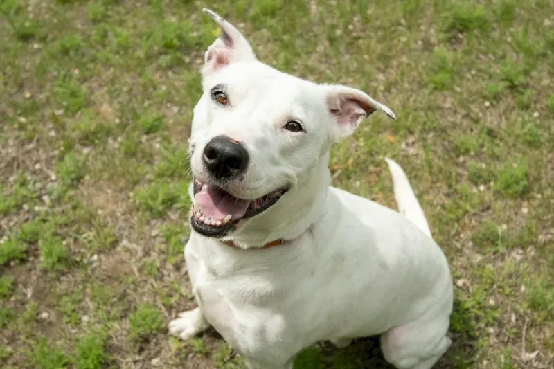 Can Chance Charm His Way Into Your Heart And Home