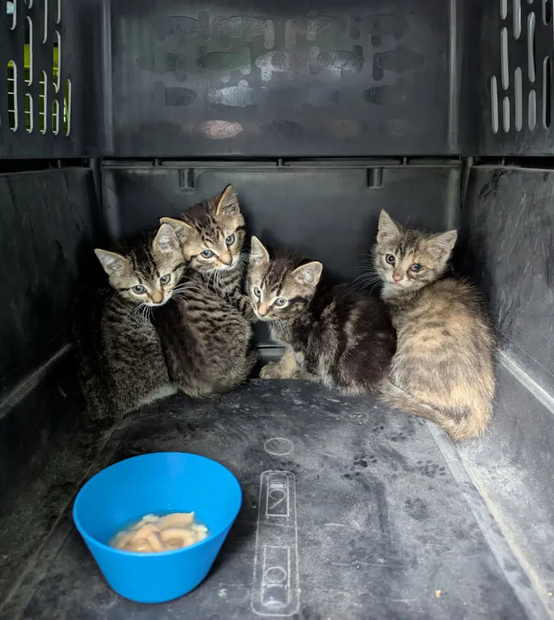 Volunteers work with city to control, improve local feral cat population