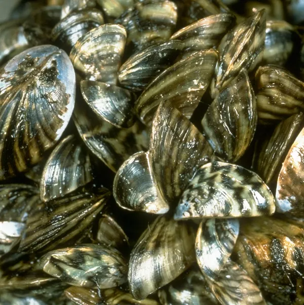 Zebra mussels discovered in Richland County lake