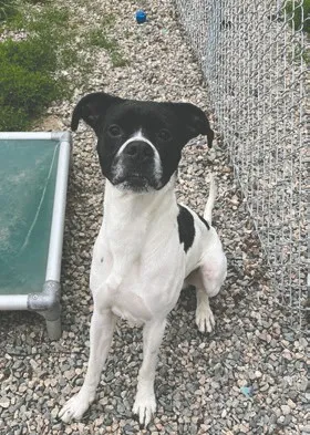 ASPCA announces grants to support U.S. animal shelters