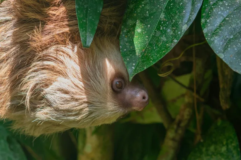 Meet The Adorable Baby Sloth Capturing Hearts At Como Park