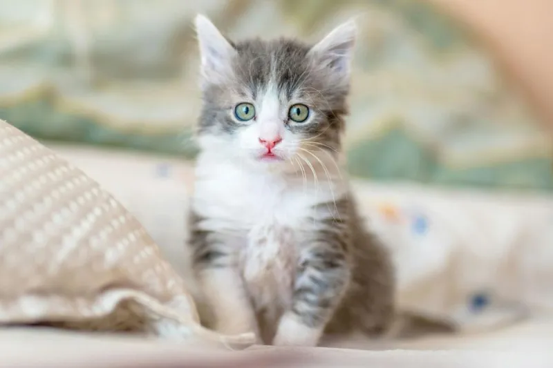 TCHS Slashes Cat & Kitten Adoption Fees To Find Loving Homes