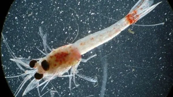 The bloody red shrimp invades Lake Superior