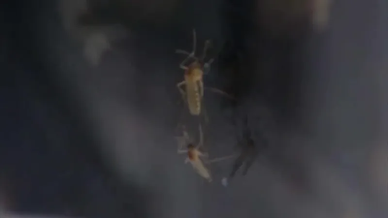 Mosquito season starts slow but may rise in coming days