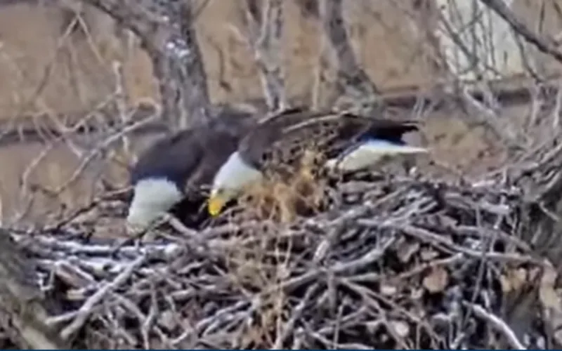 MN DNR Eagle Cam Season Wraps Up With All Three Eaglets Thriving