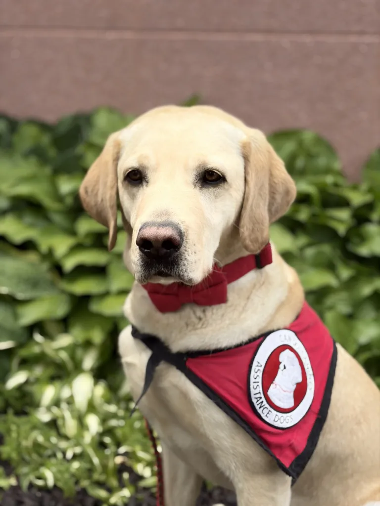 Clay County Attorney's Office receives facility dog to help crime victims going through the justice system