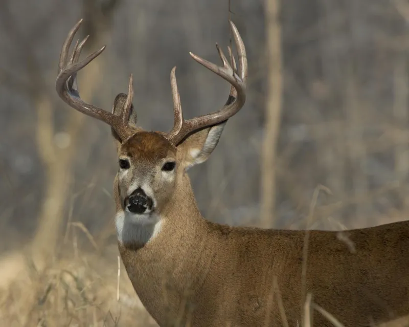 New Deer Feeding Ban Expands to Five More Minnesota Counties