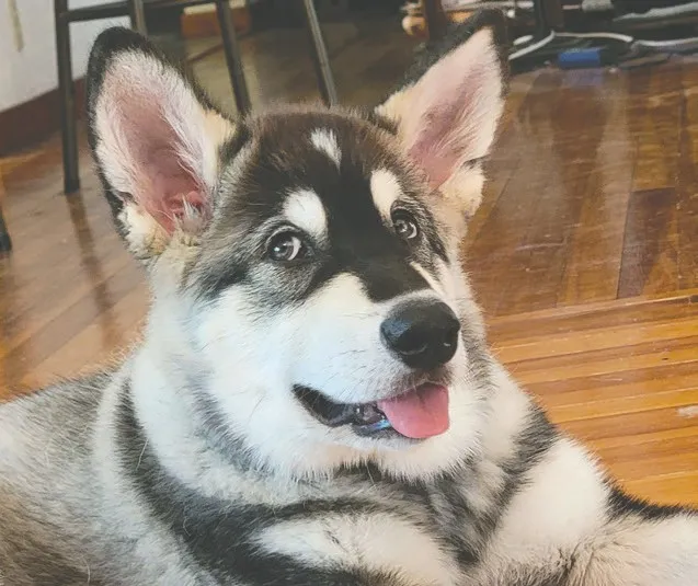 Side eye: Reasons why your dog is giving you that look