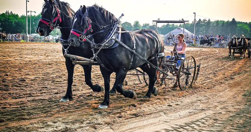 REGIONAL: Draft Horse Show runs June 26-28