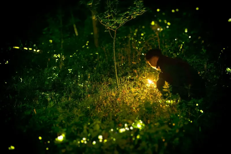 Firefly Viewing Nights Light Up The U of M Arboretum This Summer