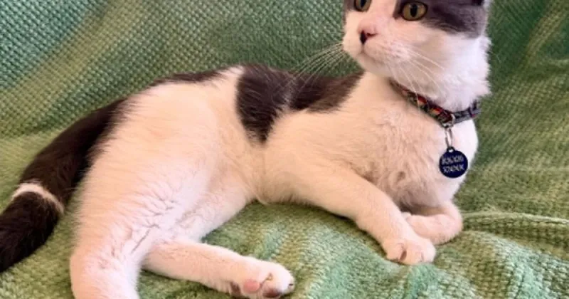 Arthur is this week's Pet of the Week from the Lakes Area Humane Society