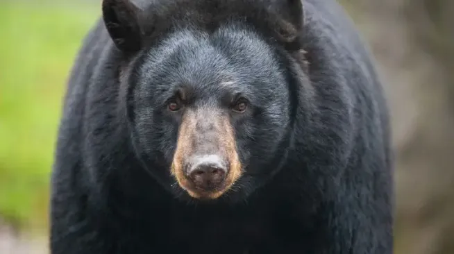 Cass County Sheriff warns of bear sightings