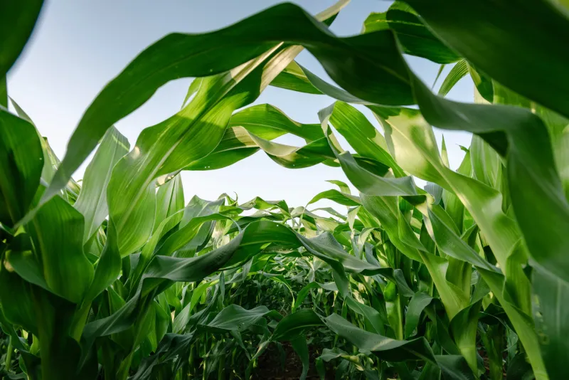 Local corn more than knee-high