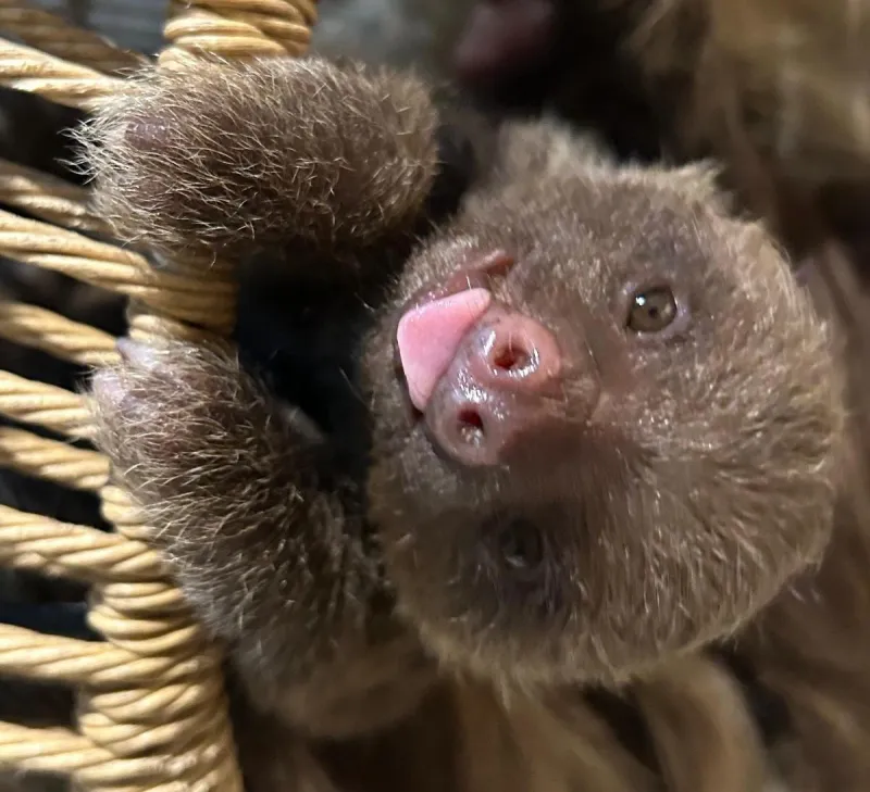 Born In May At Como Zoo This Little Sloth Finally Has A Name [GALLERY]
