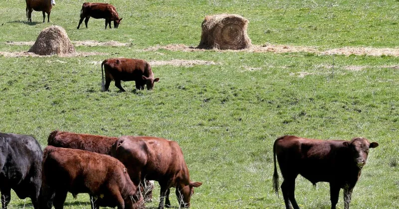 UW-Madison Extension hosting beef cow-calf workshop