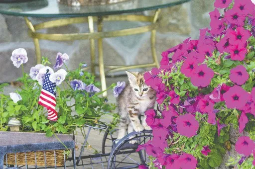 How pet owners can use insecticides safely in the home