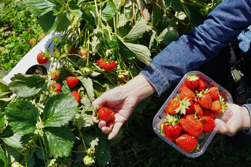 It's Not Too Late To Get your Farm Fresh Strawberries...