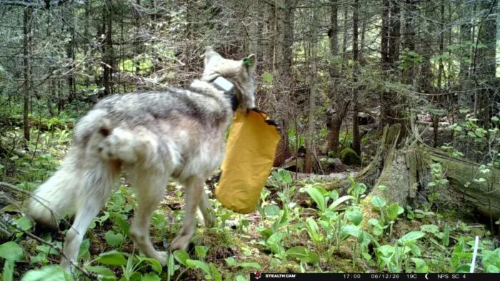 Wolf raids campsites, prompts closures at Isle Royale National Park