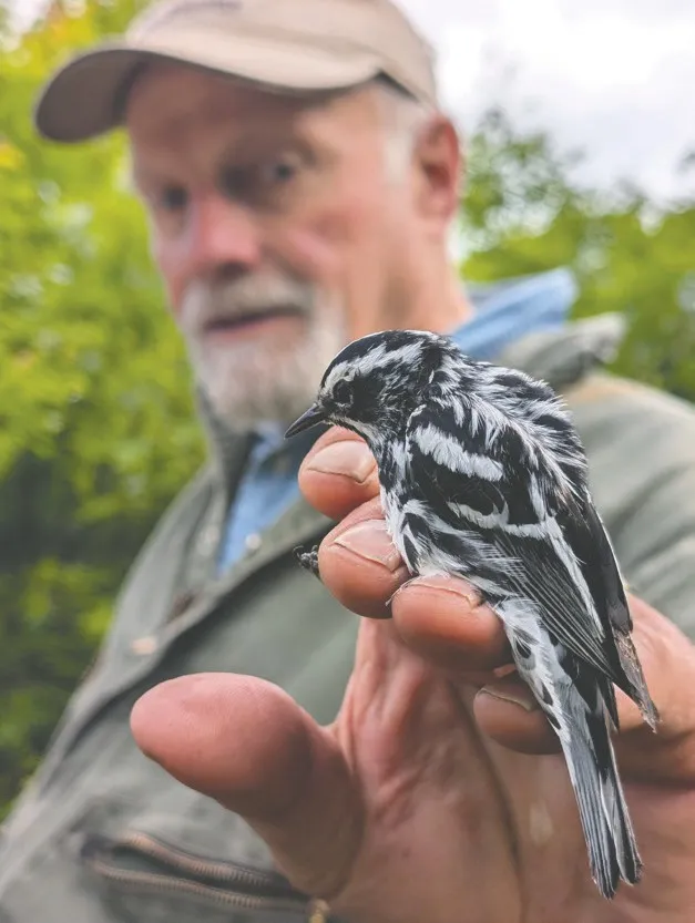NATURAL CONNECTIONS: Racing heartbeats and bird banding in Moquah Barrens