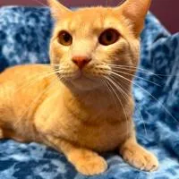 The "gentle" hearted Oskar is the Pet of the Week from Lakes Area Humane Society