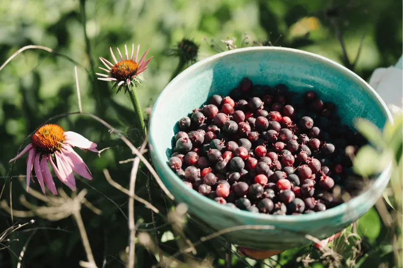 These Midwesterners are harvesting serviceberries