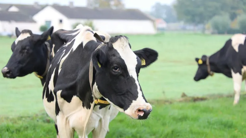 Minnesotans Can Dress Like A Cow And Score Free Food Tuesday