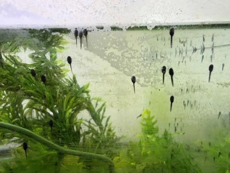 3,000 Tadpoles From Como Zoo Could Help Save A Species