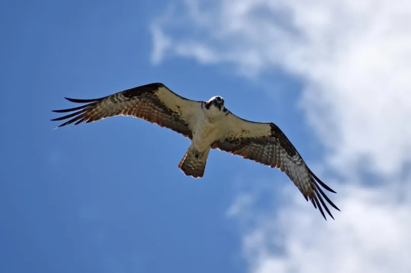 FALCON CAM: And Then... There Was One - Final Chick Remains in N