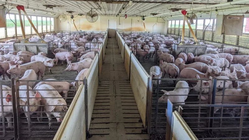 Heat puts new stress on Minnesota livestock producers