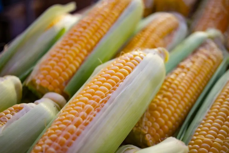 Hot MN Temps In July Means Only One Thing...Sweet Corn