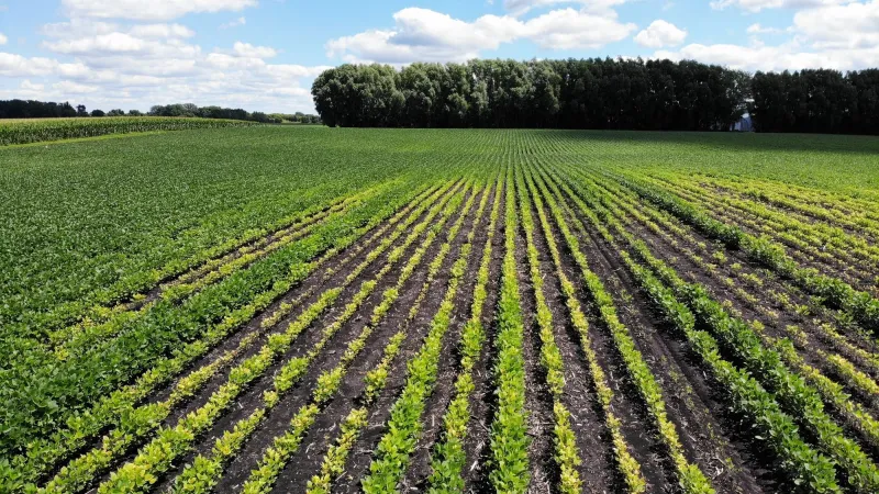 Iron deficiencies seen in Minn. soybeans may cut yields
