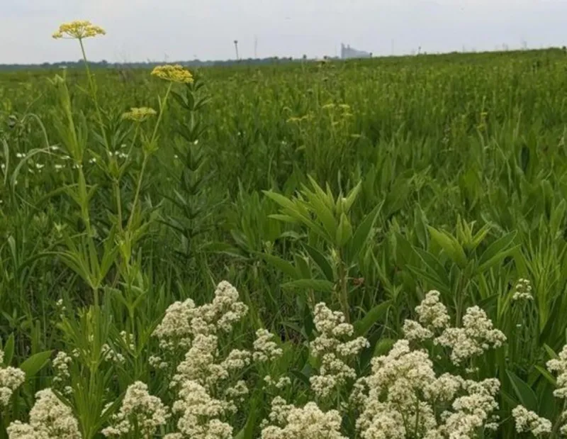 Minnesota Is Celebrating 75 Years Of Wildlife Areas With A Prairie Walk
