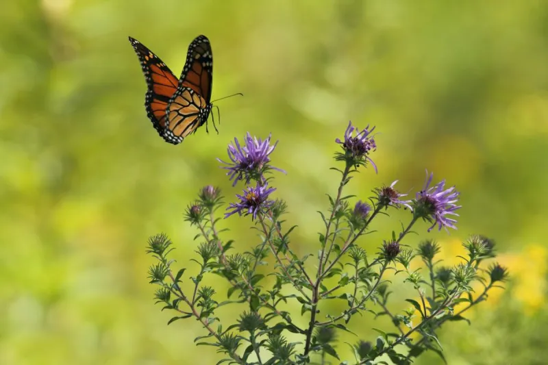 Ride the Lake Wobegon Trail to Help Save Minnesota's Pollinators