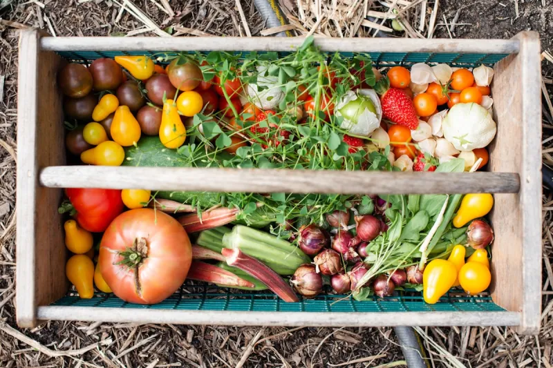 Get Fresh, Local Produce in SE Minnesota this Fall with a CSA