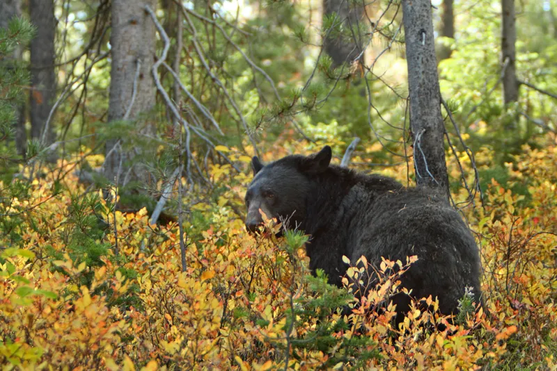 Black Bear Spotted Northwest of St. Michael's Foster Lake Area