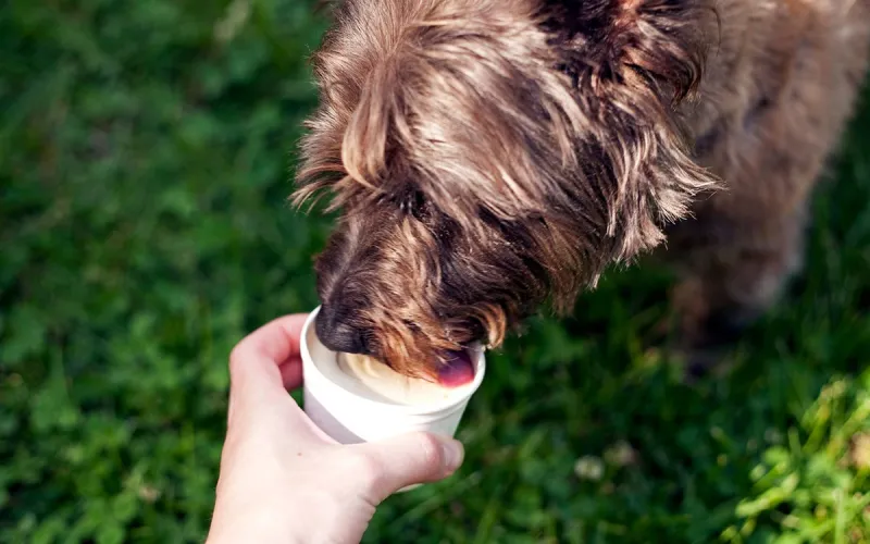 Dog Days and Pup Cups