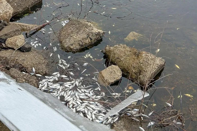 Over 200 Fish Kill Reports Have Come in From Minnesota Lakes This Summer