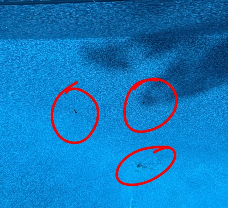 Inundated With Small Black Biting Bugs This Summer - What Are The