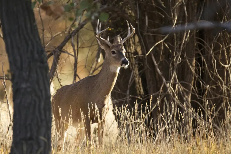 The Big Regulation Changes Hitting Minnesota Hunters This Fall