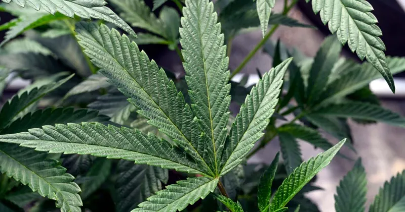 UPDATE: These Winona area businesses have received cannabis licenses