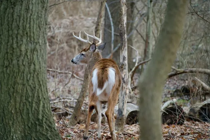 New statewide CWD surveillance plan will reach northeast Minnesota in 2028