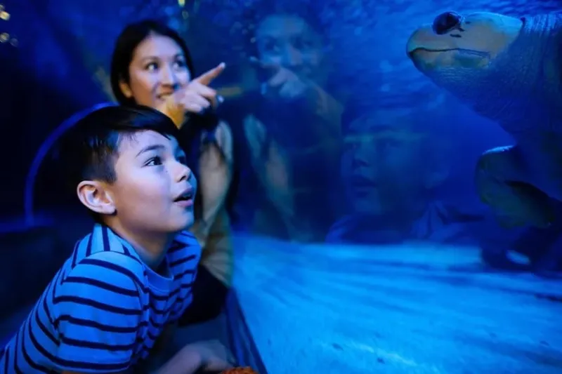 Teachers Receive FREE Admission to SeaLife at MOA During August