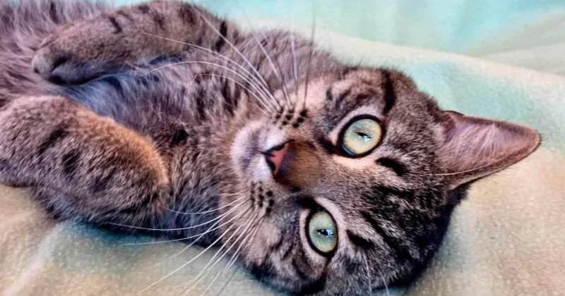Lakes Area Humane Society has Ranger up for adoption with our Pet of the Week