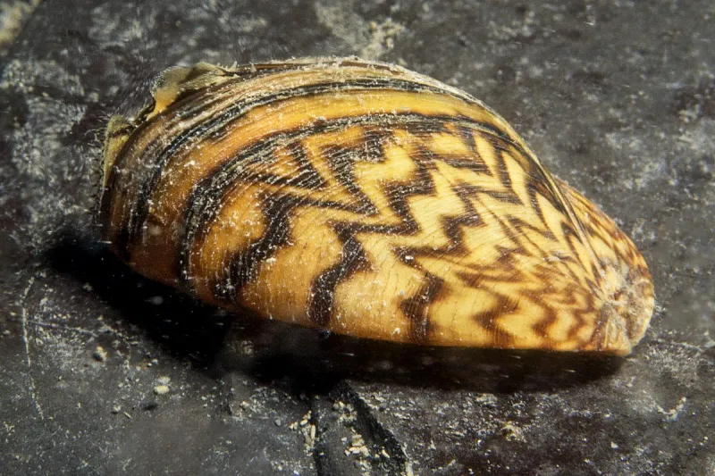 Zebra Mussels Found in Shamineau Lake Near Motley