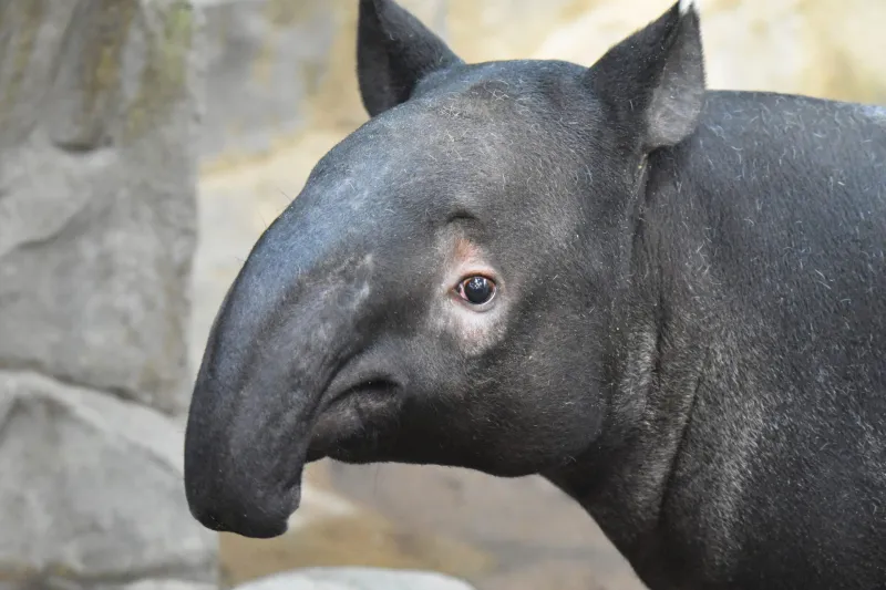 Meet Minnesota Zoo's Newest Resident: Ume, a Malayan tapir