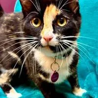 Parsnip could be yours this week from LAHS with our "Pet of the Week"