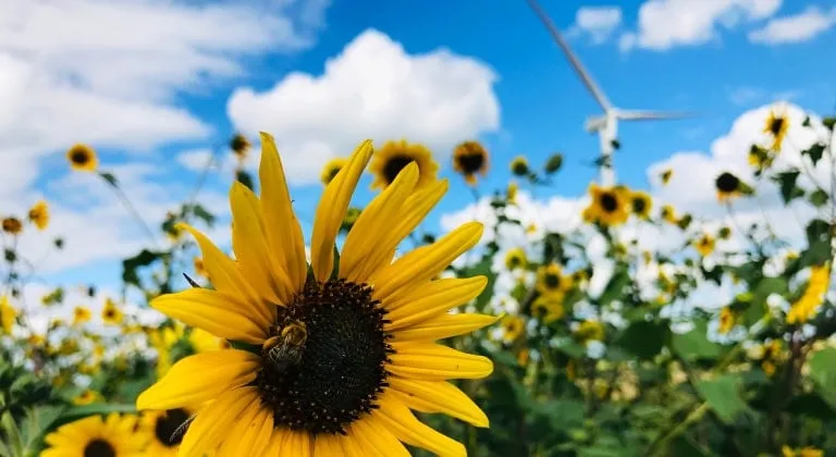 Sunflower Fields in Minnesota